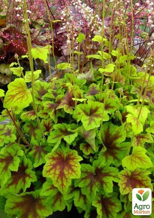 Гейхерелла (Heucherella) "Citrus Shock" 