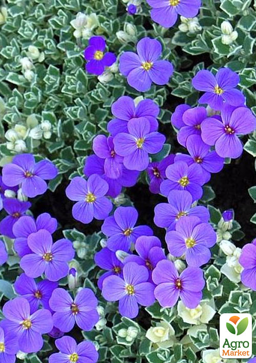 Обрієта Variegata "Silberrand" (контейнер Р9)