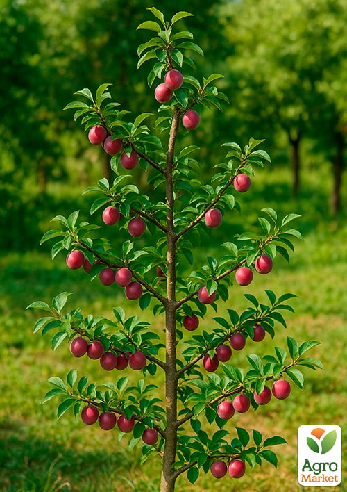 Алича "Данді Голуба" (осінній сорт, середній термін дозрівання) - фото 5