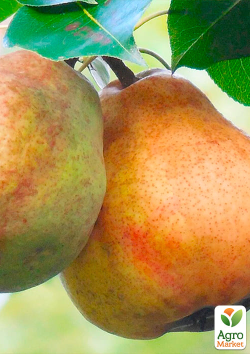 Груша "Киргизская" (зимний сорт, поздний срок созревания) - фото 4