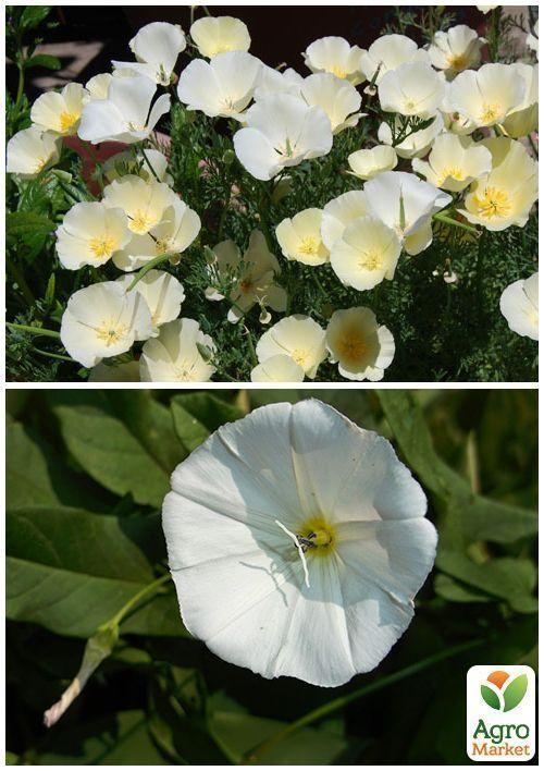 На вагу Ешшольція "Біла" ТМ "Весна" ціна за 2г - фото 4