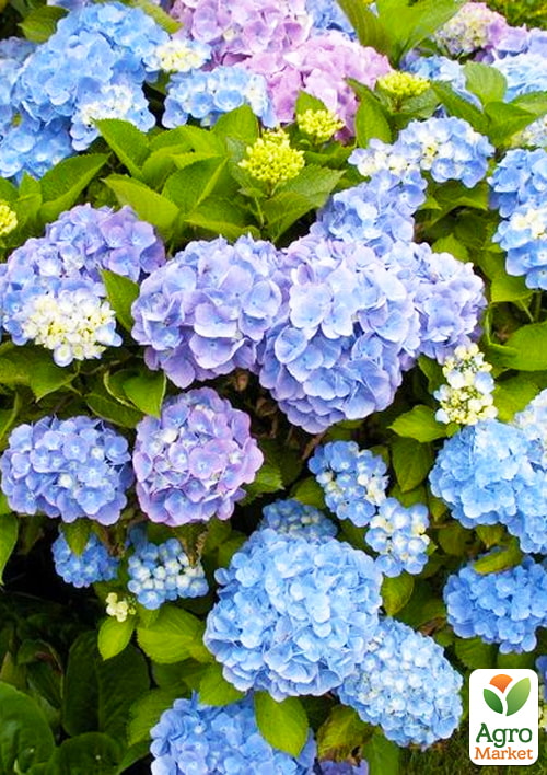 LMTD Гортензия крупнолистная цветущая 3-х летняя "Saxon Candy Heart Blue" (30-40см)