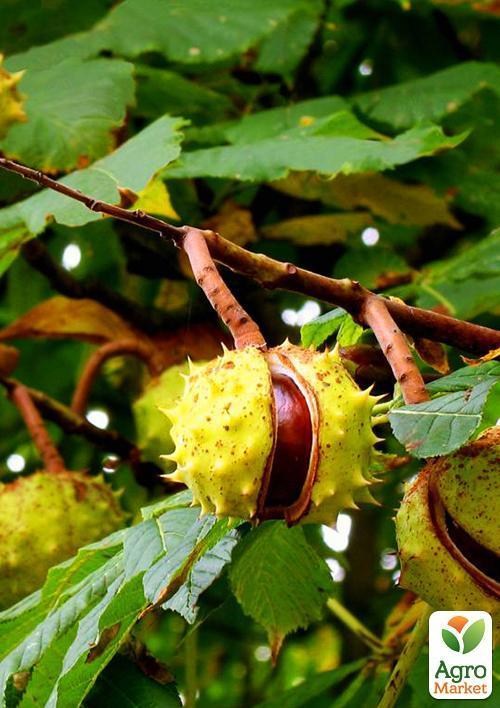 Каштан зеленый "Конский" (самая популярная разновидность) высота 20-50см - фото 4