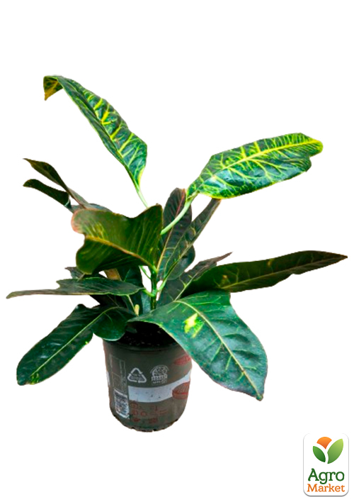 Кодієум "Excellent" - фото 7