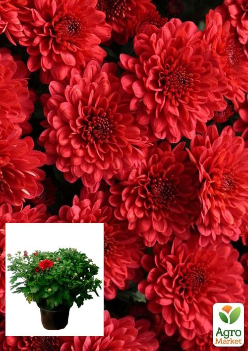Хризантема Садовая "Aduro Red" (горшок ф12 высота 20-30см)