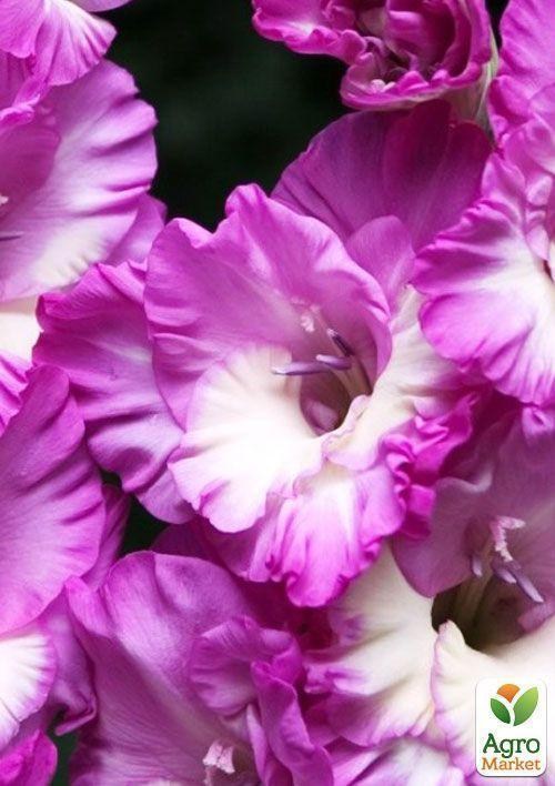 Гладіолус "Anouk" 3шт - фото 2