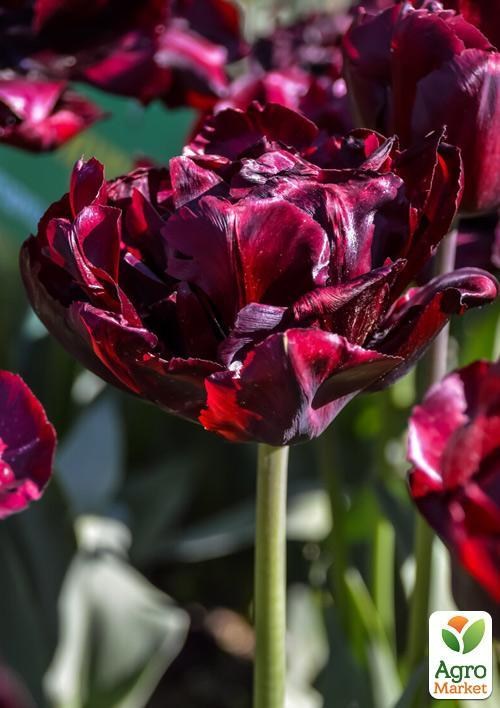 Тюльпан "Palmyra" 2шт в упаковке - фото 3