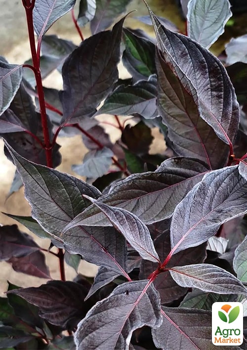 Дерен 3-х летний белый "Nightfall" С3, высота 30-50см