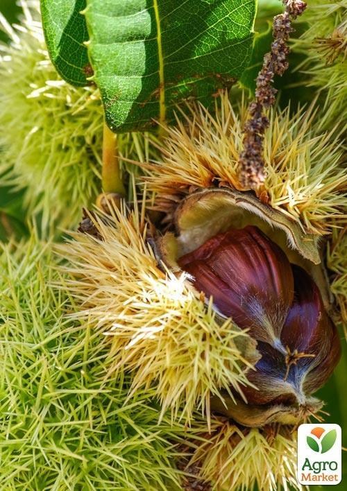 Каштан съедобный "Неаполитанский" высота 20см - фото 3