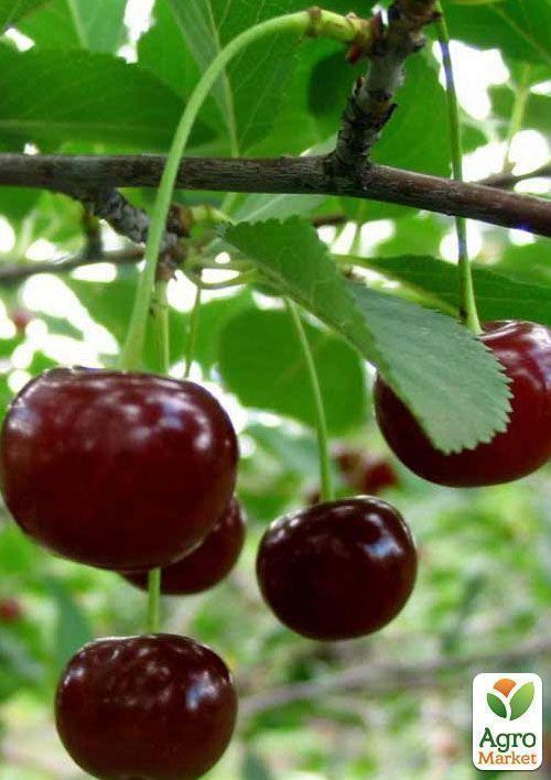Эксклюзив! Вишня темно-красная "Мисс Диор" (Miss Dior) (премиальный высокоурожайный сорт) - фото 6