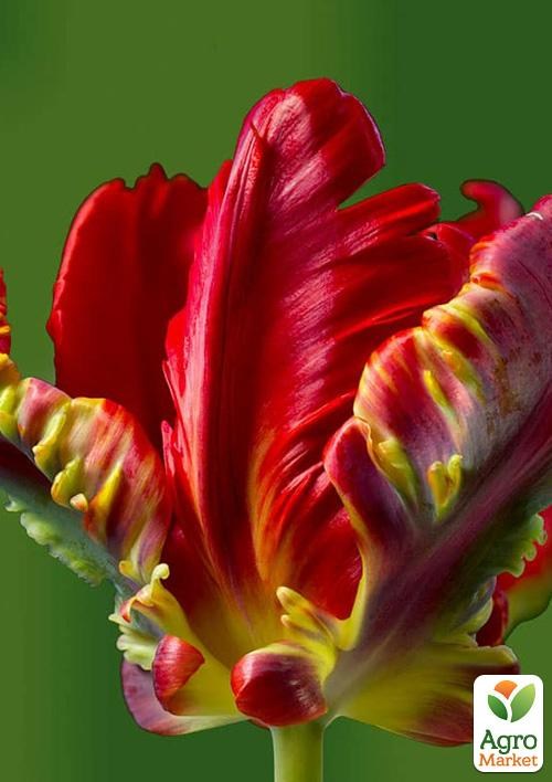 Тюльпан "Red Wave"  - фото 2