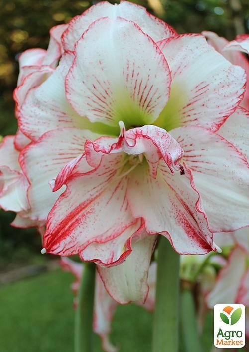 Амариліс "Double Record" (розмір 26/28, дуже великий) 1шт в упаковці