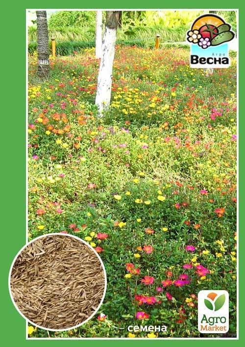 Газон мавританський ТМ "Весна" 10г