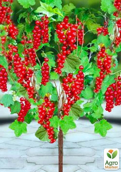 Смородина на штамбе красная "Лейден" (среднего срока созревания)