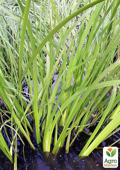 Аїр звичайний, болотний