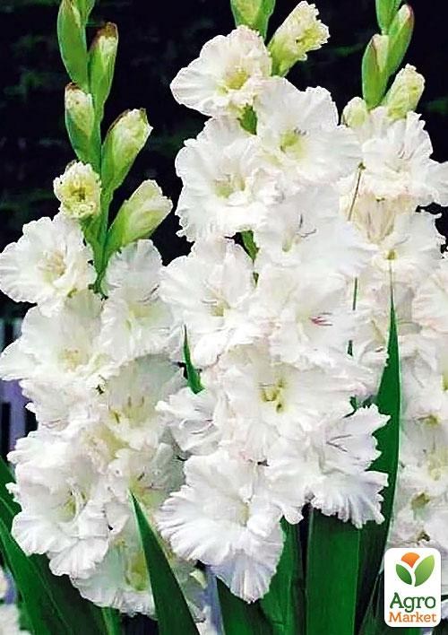 Гладіолус "Virgin" 3шт