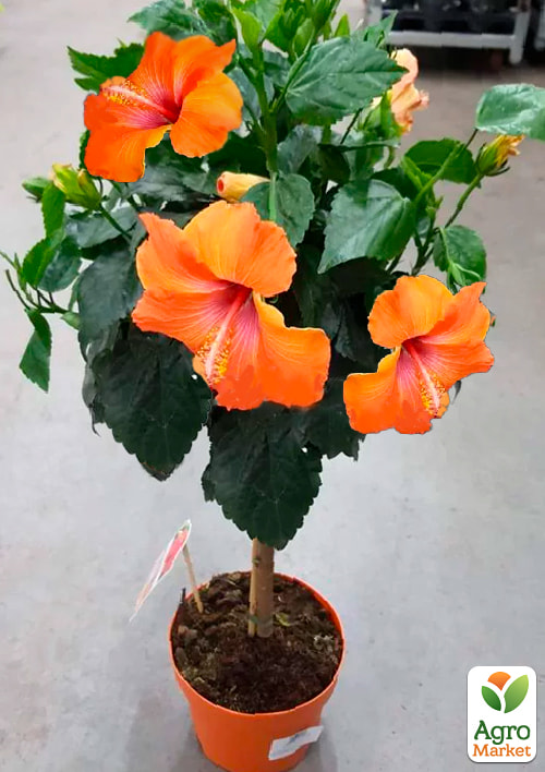 Гибискус на штамбе "Sunny Bordeaux" - фото 6