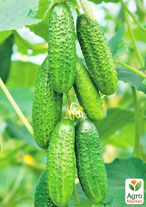 Огурец "Фаворит" ТМ "Весна" 0.5г - фото 2