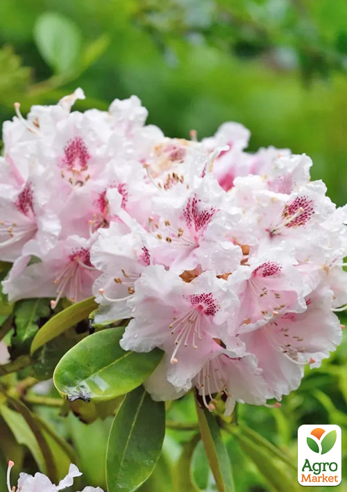 LMTD Рододендрон цветущий 5-и летний "Albert Schweitzer" (высота 70см)