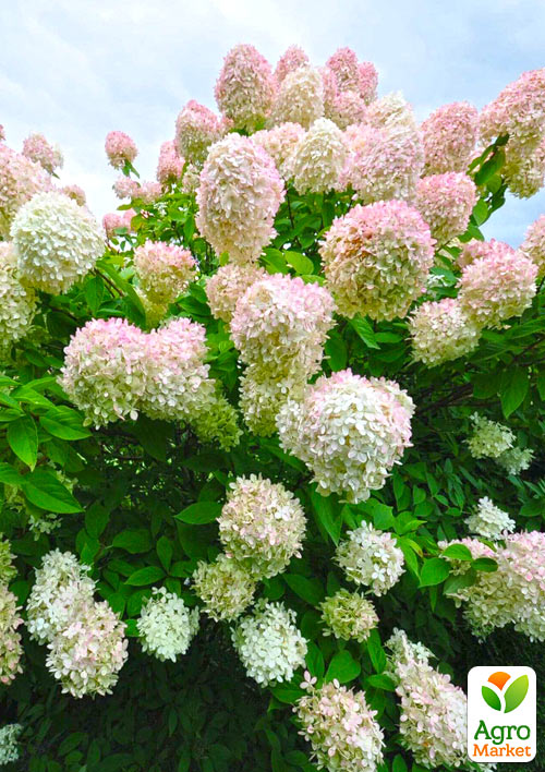 Гортензия 3-х летка метельчатая "Grandiflora" - фото 3