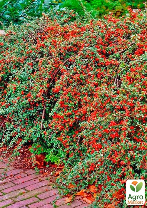 Кизильник горизонтальный медоносный "Joseph Decaisne" - фото 3