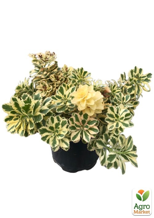 Седум такесимский "Atlantis" (вазон Ø17) - фото 2