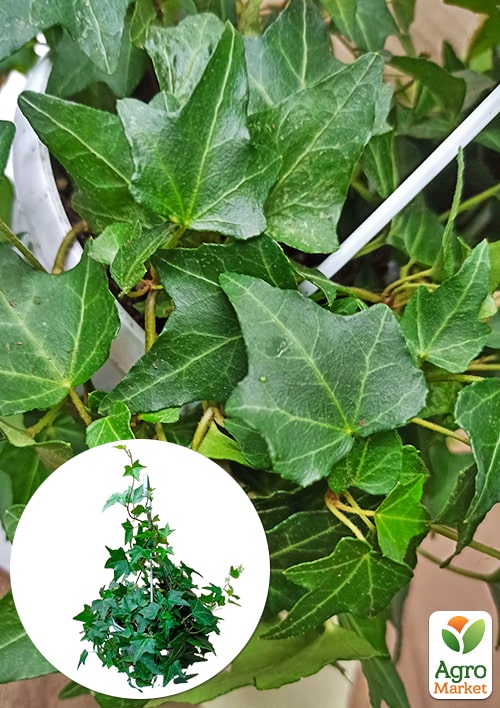 Плющ комнатный "Shamrock" (подвесной вазон)