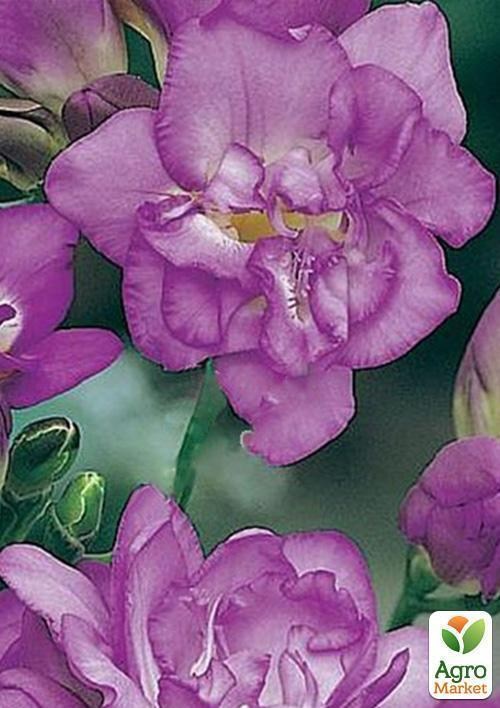 Фрезия махровая "Violet" 5шт в упаковке - фото 3