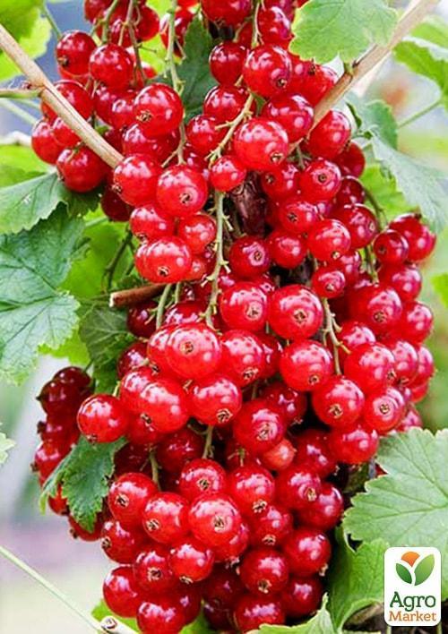 Смородина на штамбі "Ровада" (середньо-пізній термін дозрівання, один з кращих сортів) - фото 6