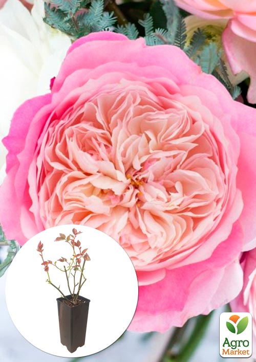 Роза английская "Констанц" в контейнере, высший сорт