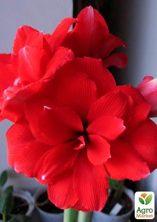 Гиппеаструм махровый "Red Peacock" (Амариллис) 1шт в упаковке