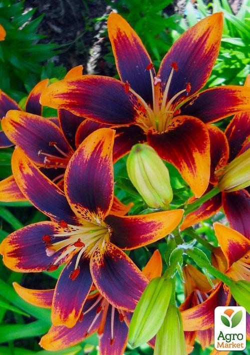 Лилия "Forever Susan" 1шт в упаковке