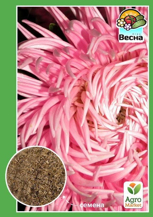 Астра "Вереснева" ТМ "Весна" 0.2г