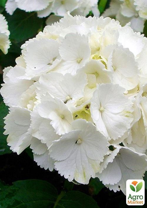 Гортензія крупнолиста "Schneeball" - фото 6