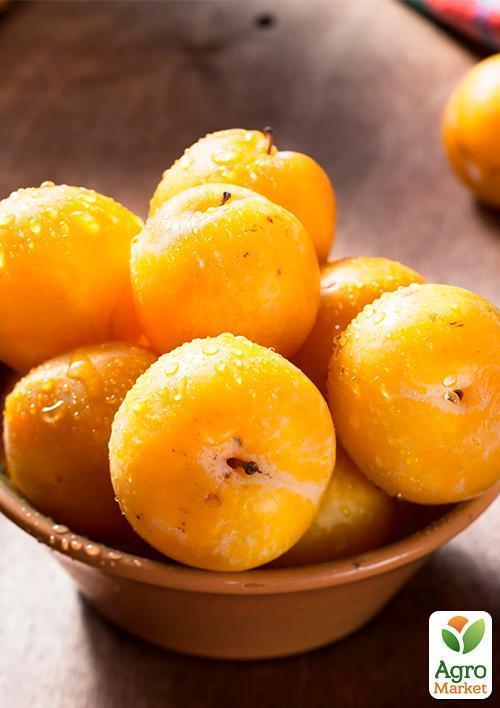 Слива "Желтая Афаска" (летний сорт, средний срок созревания)