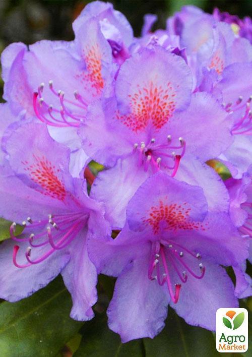 Рододендрон ліловий "Катевбинський" (Catawbiense) - фото 5
