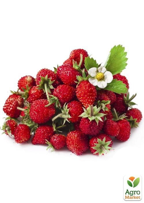 Суниця Ремонтантна "Регіна" ТМ "Hem Zaden" 0.2г - фото 2