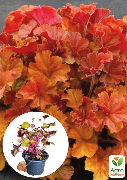 Гейхера (Heuchera) "Northern Exposure Amber" 