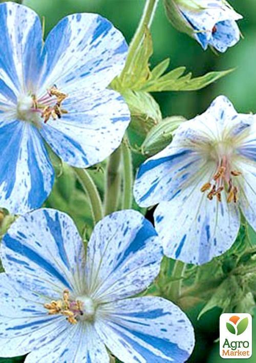 Герань ( Geranium ) многолетняя pratense "Splish Splash"