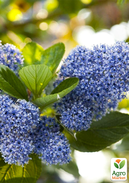 LMTD Цеанотус древовидный "Trewithen Blue" (60-70см) - фото 7