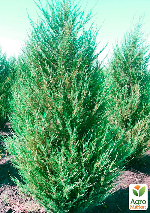 Ялівець скельний "Skyrocket" (контейнер Р9, висота 25-30 см) - фото 7