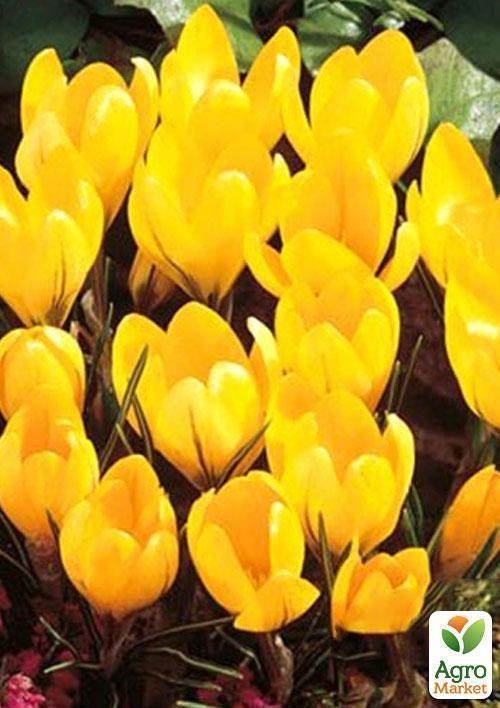 Крокус великоквітковий "Yellow" - фото 3