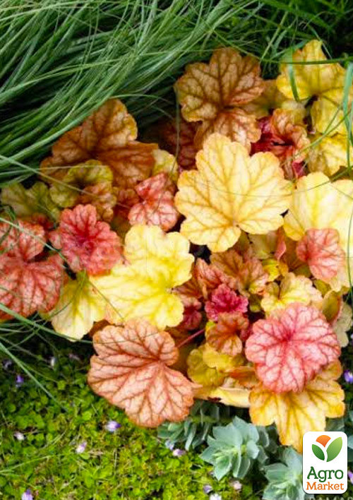 Гейхера (Heuchera) "Champagne" С1 (высота 15-30см)