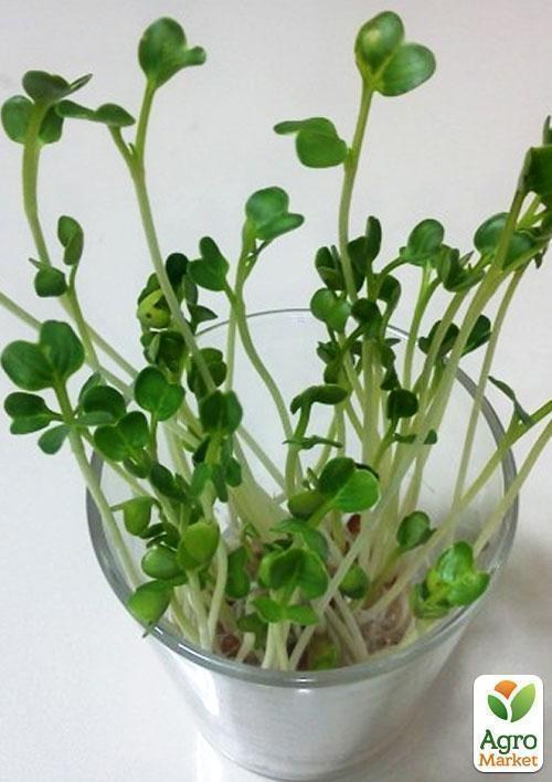 Микрозелень "Дайкон" (в банке) ТМ "Твоя Зеленая Весна" 15г - фото 4