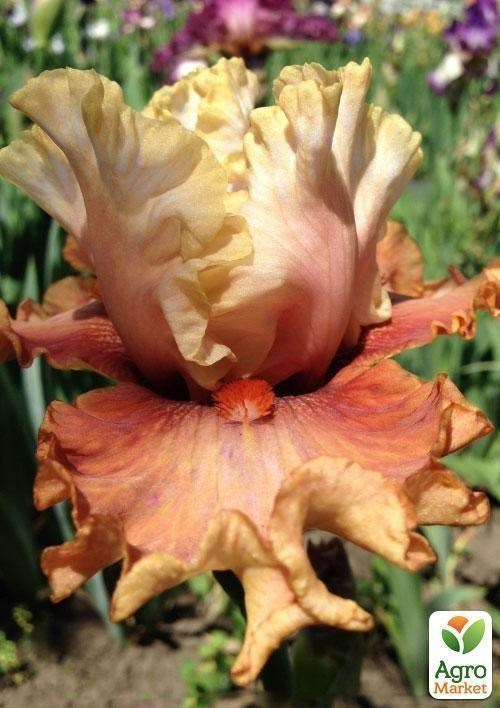 Ирис бородатый крупноцветковый "Borden Guard" 1шт  в упаковке