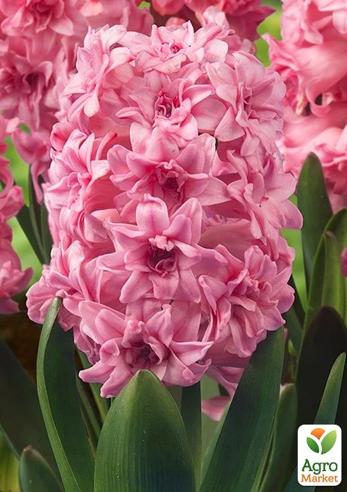 Гиацинт махровый "Spring Beauty" 