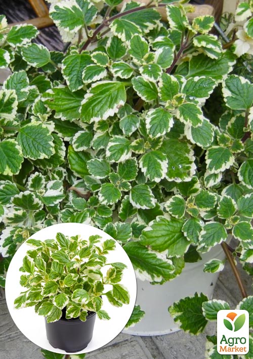 Плектрантус "Variegata" (вьющийся многолетник, С1,5)