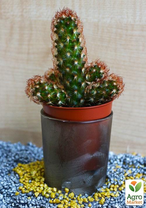 Кактус "Маммиллярия" (Mammillaria cluster green) (Нидерланды)
