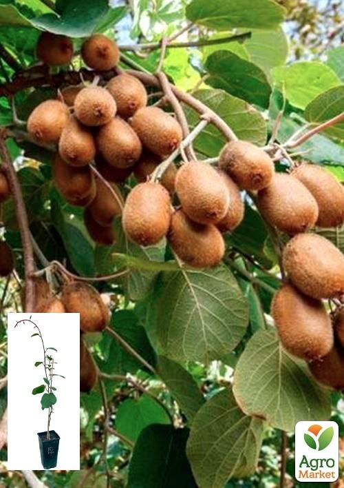 Киви "Хейворд" укорененный в контейнере (саженец 2 года)