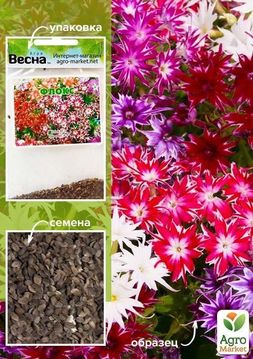 Флокс Друммонда(Зипер) ТМ "Весна" 0.5г